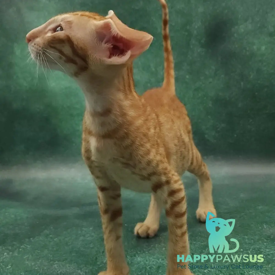 Zachary Oriental Shorthair male red spotted tabby - live animals