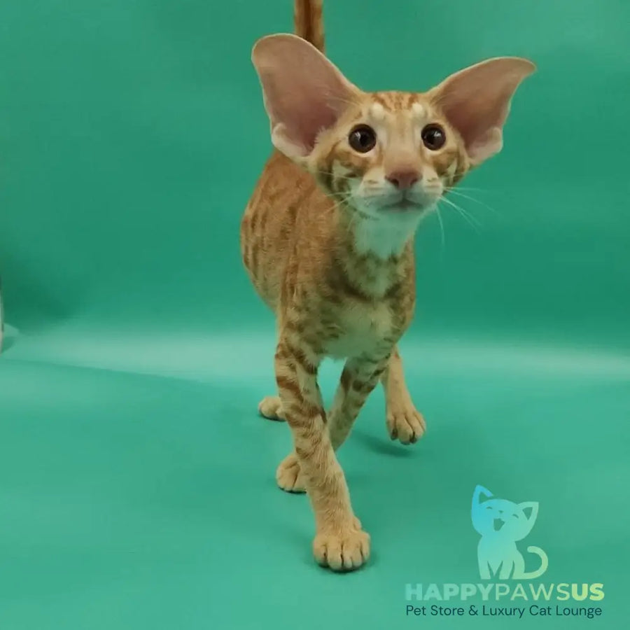 Zachary Oriental Shorthair male red spotted tabby - live animals
