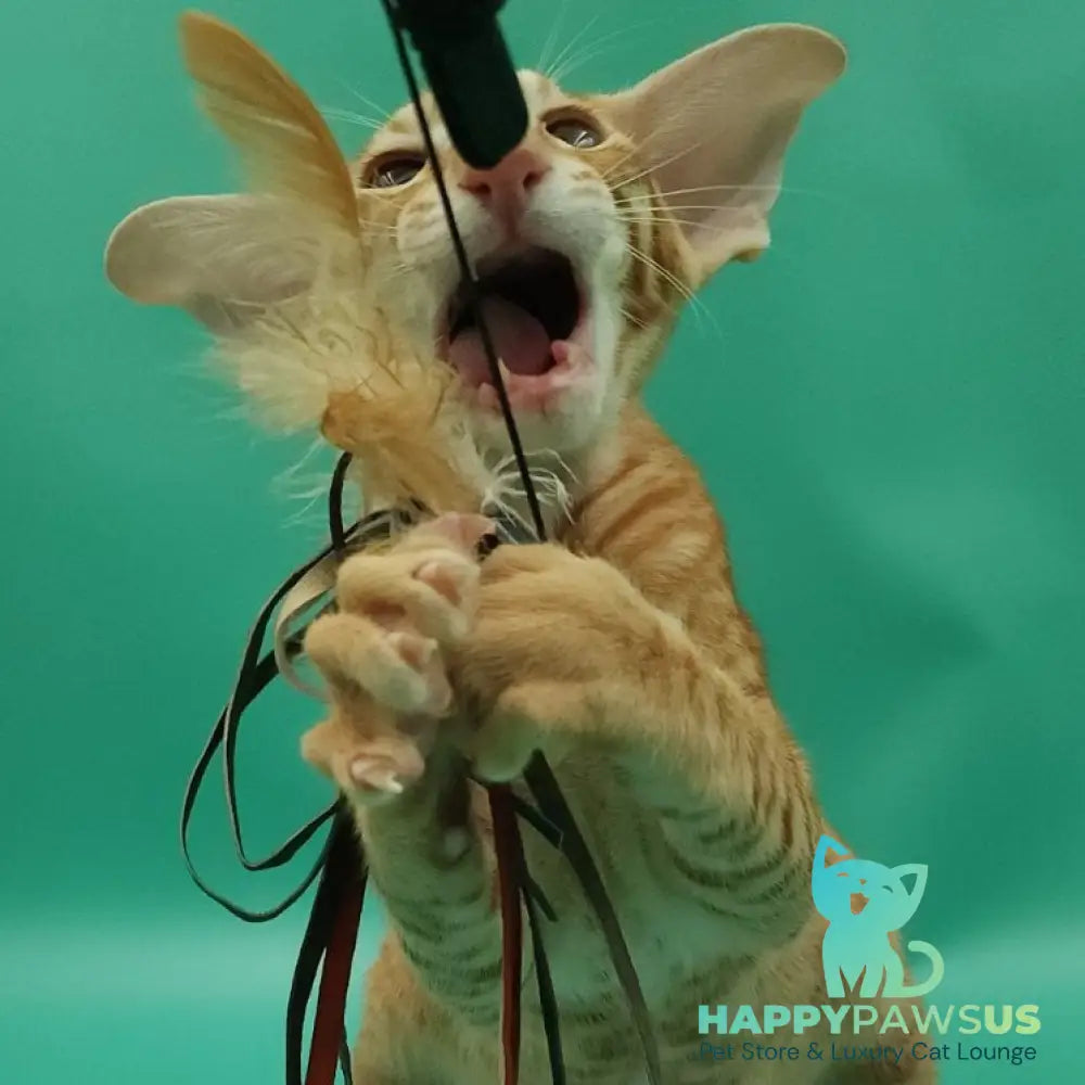 Zachary Oriental Shorthair male red spotted tabby - live animals