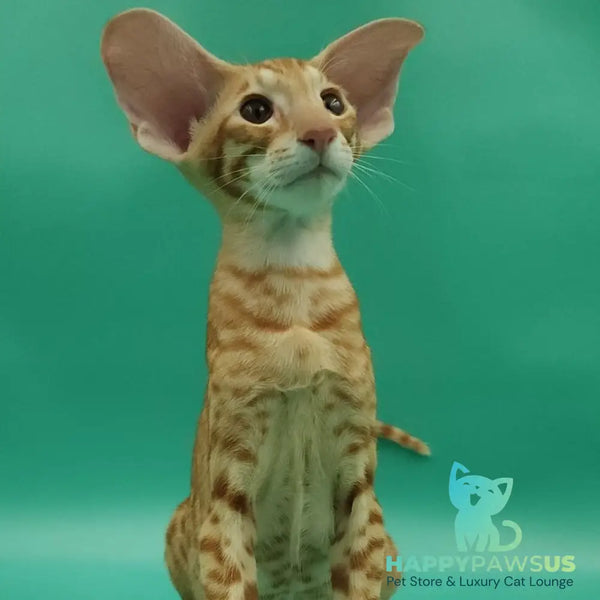 Zachary Oriental Shorthair male red spotted tabby - live animals