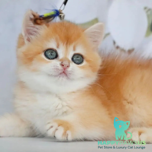 Zadava British Shorthair female black golden chinchilla - live animals