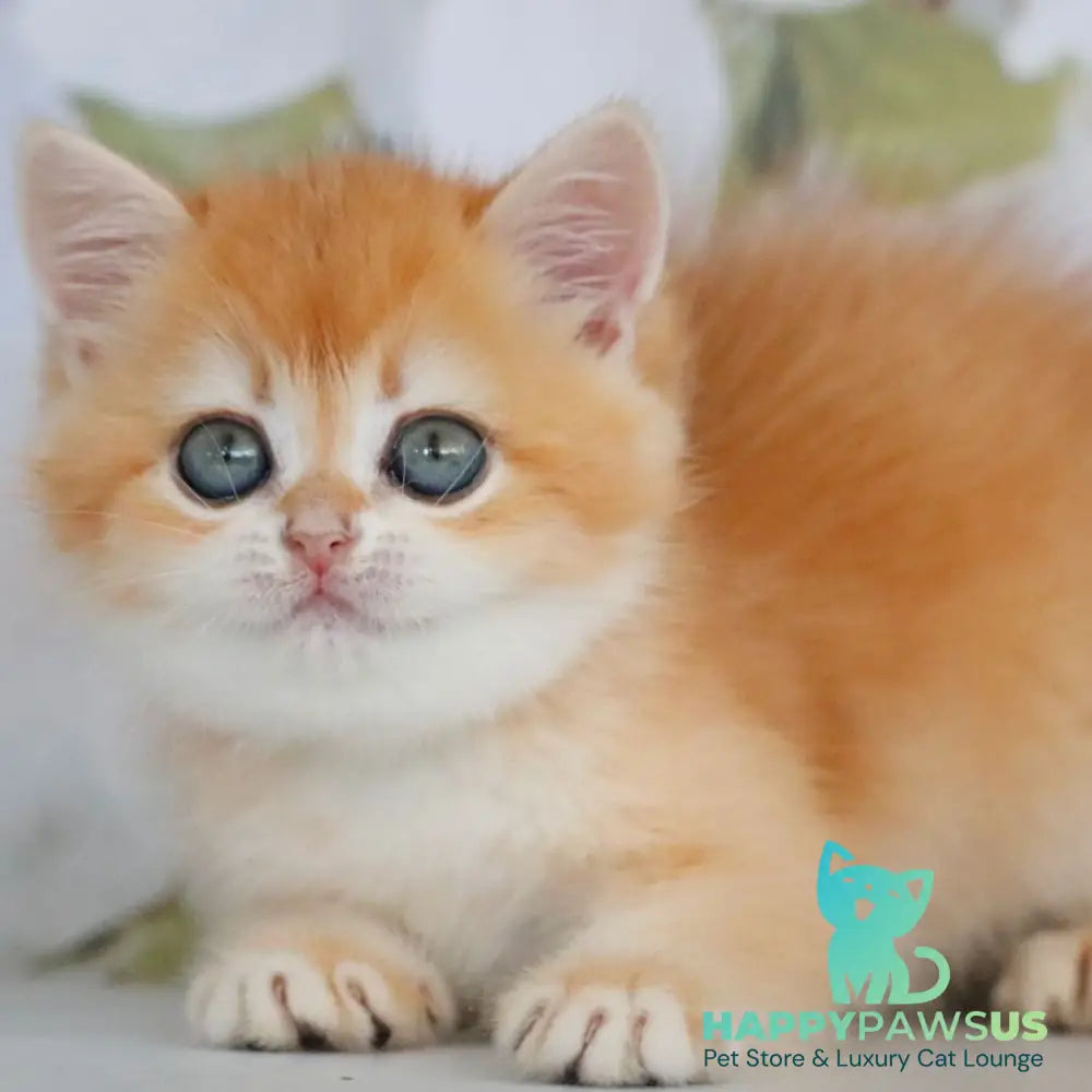 Zadava British Shorthair female black golden chinchilla - live animals