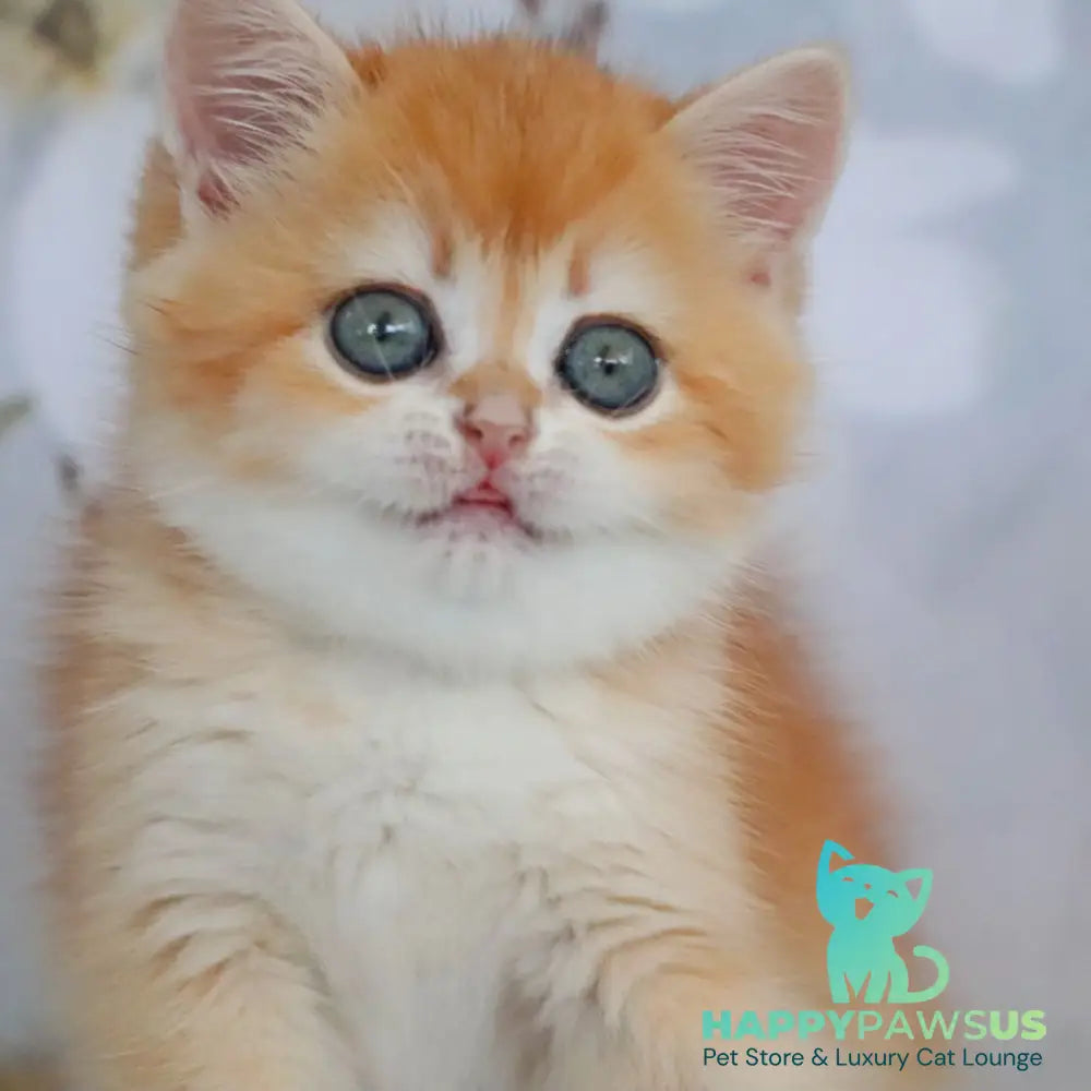 Zadava British Shorthair female black golden chinchilla - live animals