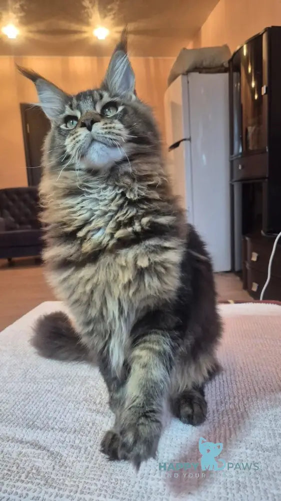 Zador Maine Coon male black tabby live animals