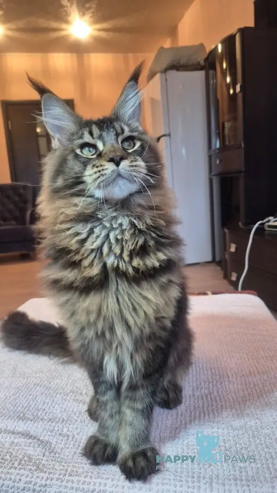 Zador Maine Coon male black tabby live animals