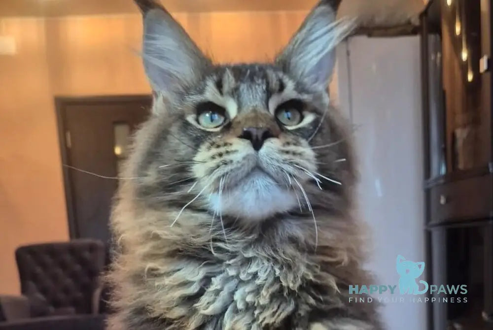 Zador Maine Coon male black tabby live animals