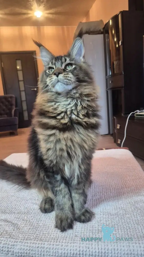 Zador Maine Coon male black tabby live animals