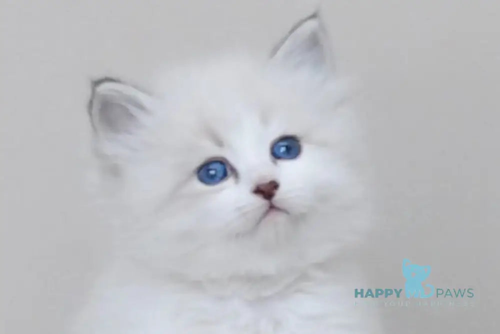 Zador Neva Masquerade male blue tabby pointed with white live animals