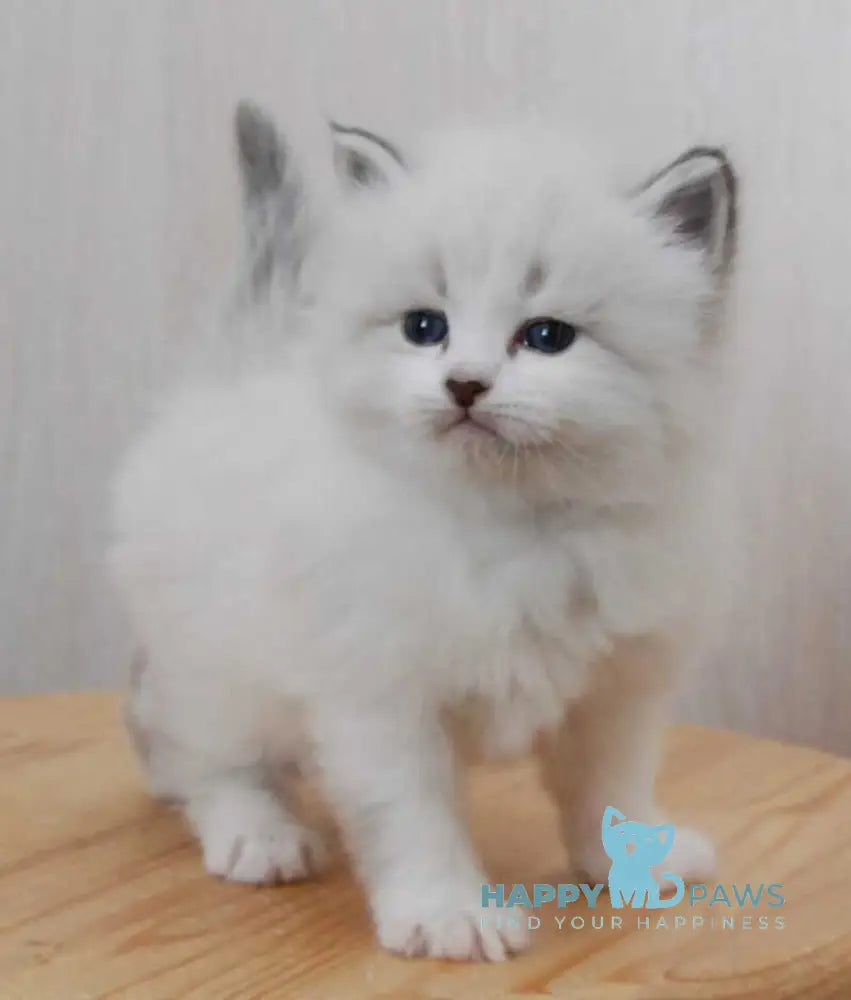 Zador Neva Masquerade male blue tabby pointed with white live animals