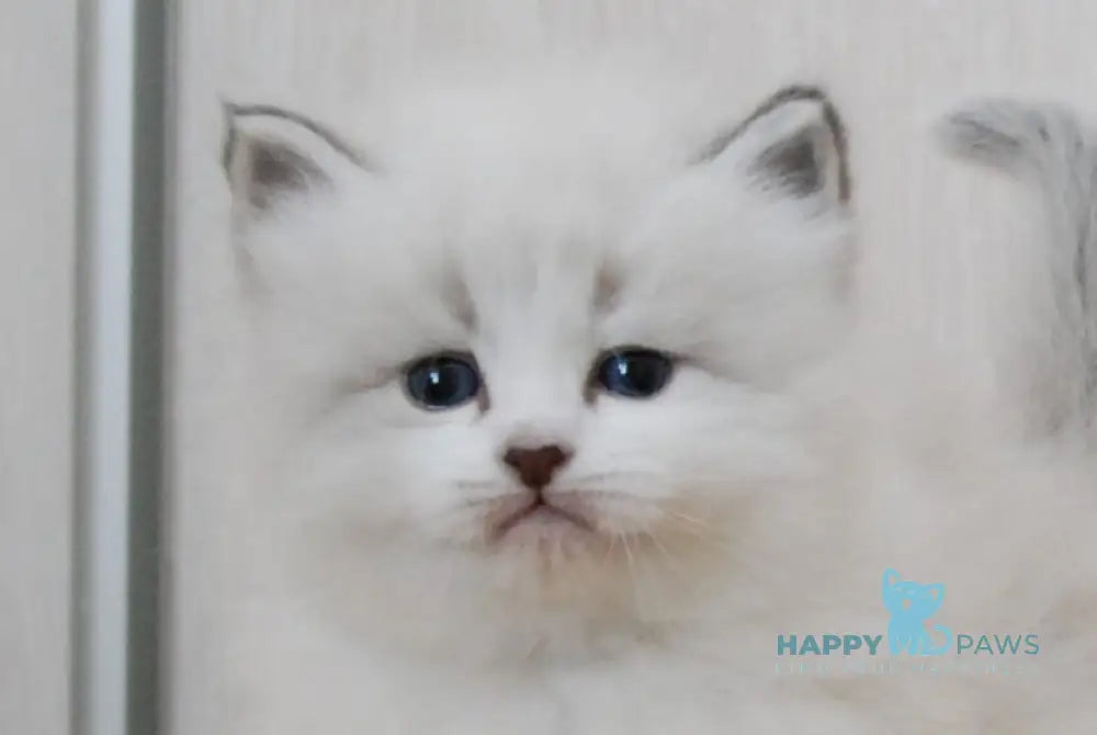 Zador Neva Masquerade male blue tabby pointed with white live animals