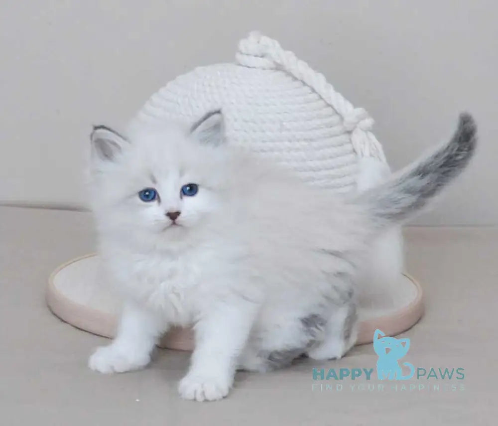 Zador Neva Masquerade male blue tabby pointed with white live animals