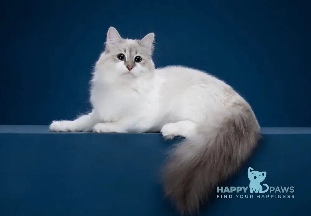 Zador Neva Masquerade male blue tabby pointed with white live animals