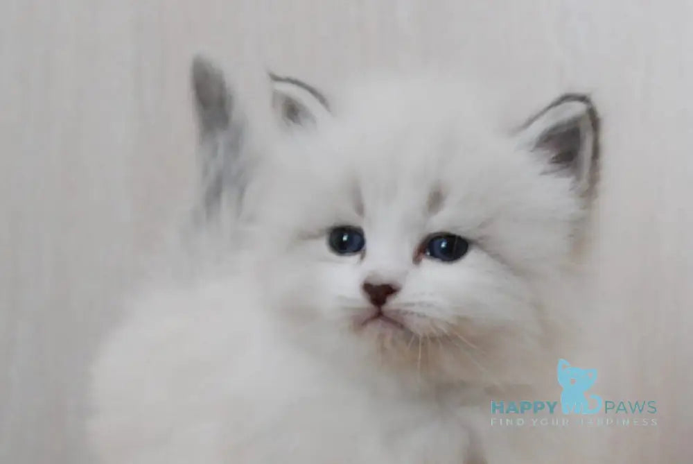 Zador Neva Masquerade male blue tabby pointed with white live animals