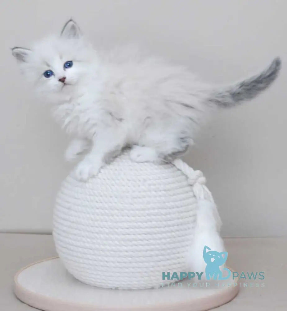 Zador Neva Masquerade male blue tabby pointed with white live animals