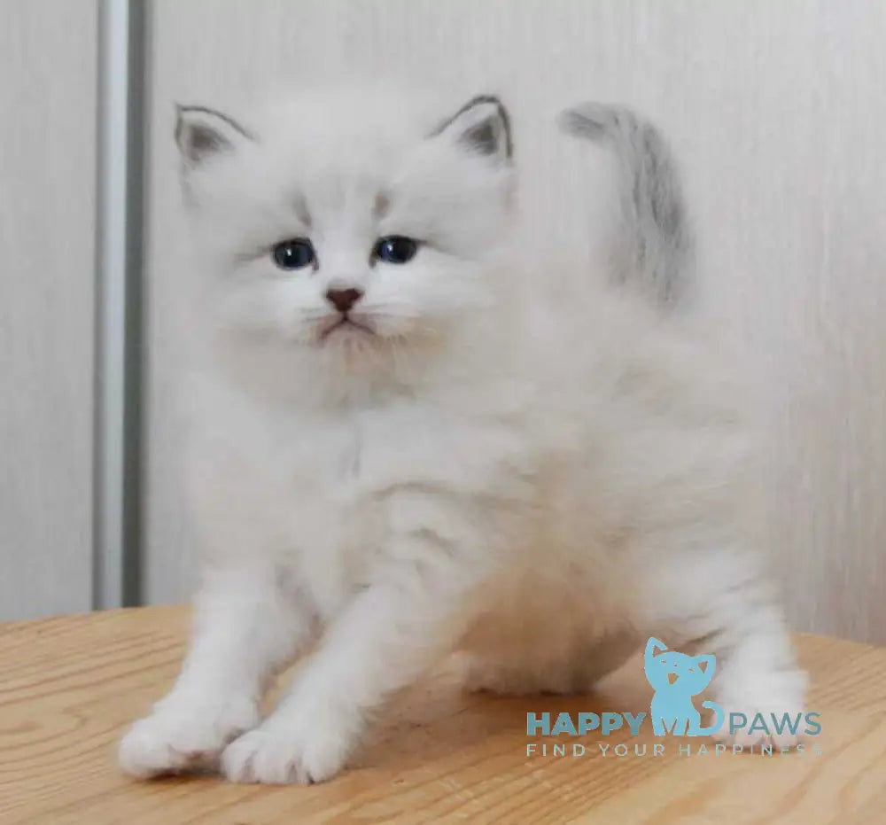 Zador Neva Masquerade male blue tabby pointed with white live animals