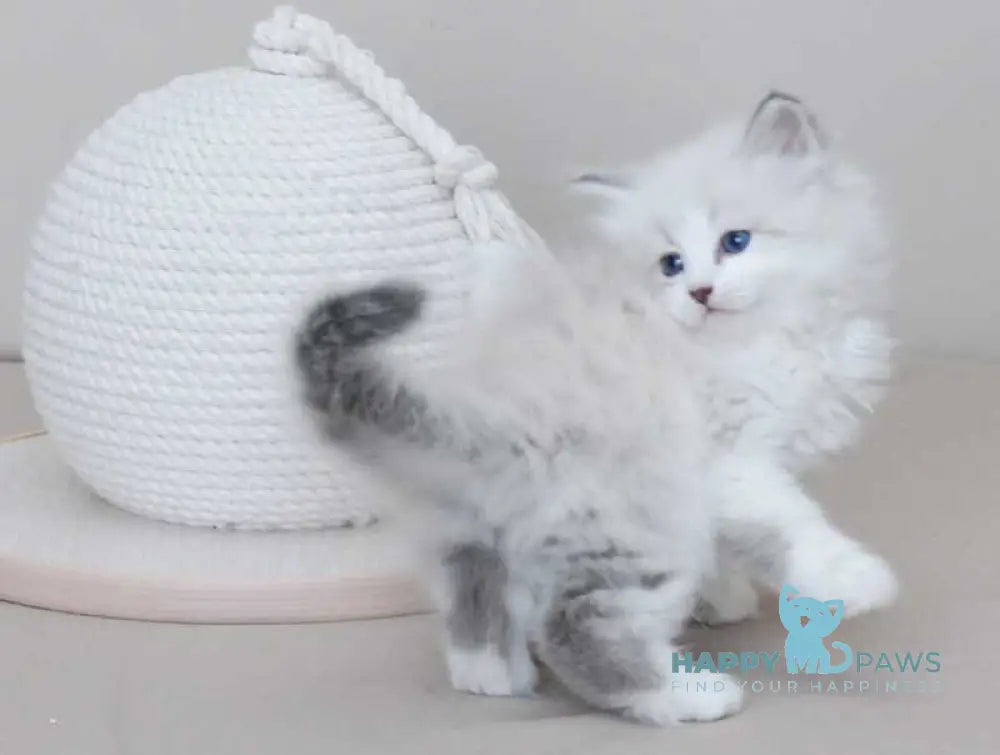 Zador Neva Masquerade male blue tabby pointed with white live animals