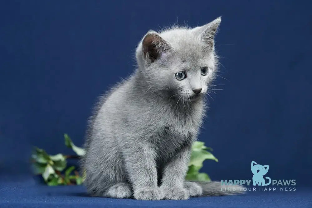 Zador Russian Blue male blue live animals