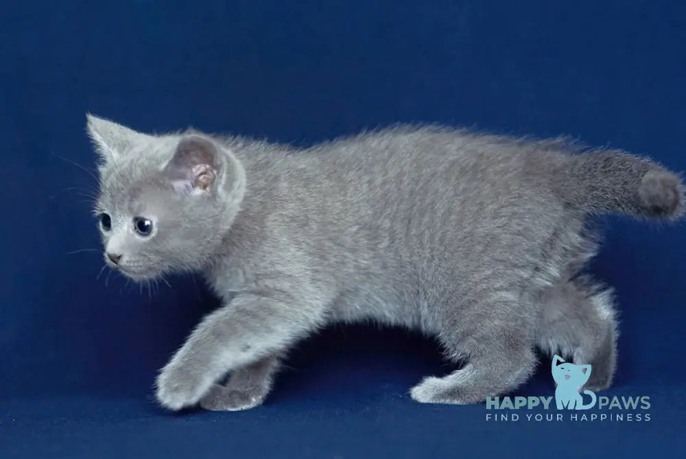 Zador Russian Blue male blue live animals