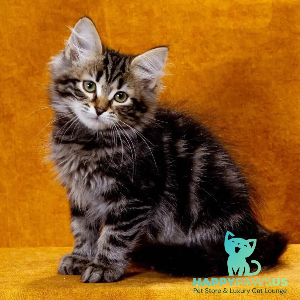 Zador Siberian male black tabby - live animals