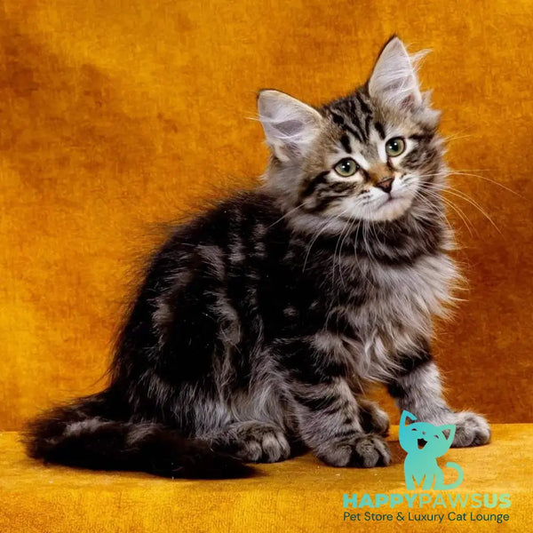 Zador Siberian male black tabby - live animals
