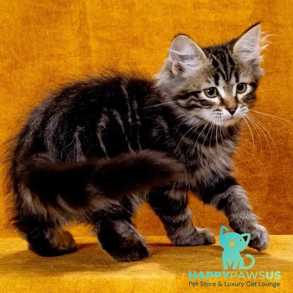 Zador Siberian male black tabby - live animals