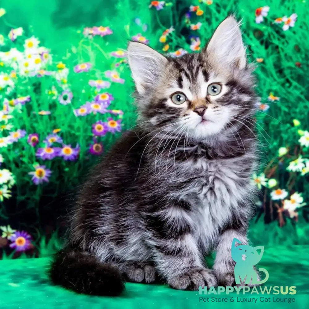 Zador Siberian male black tabby - live animals