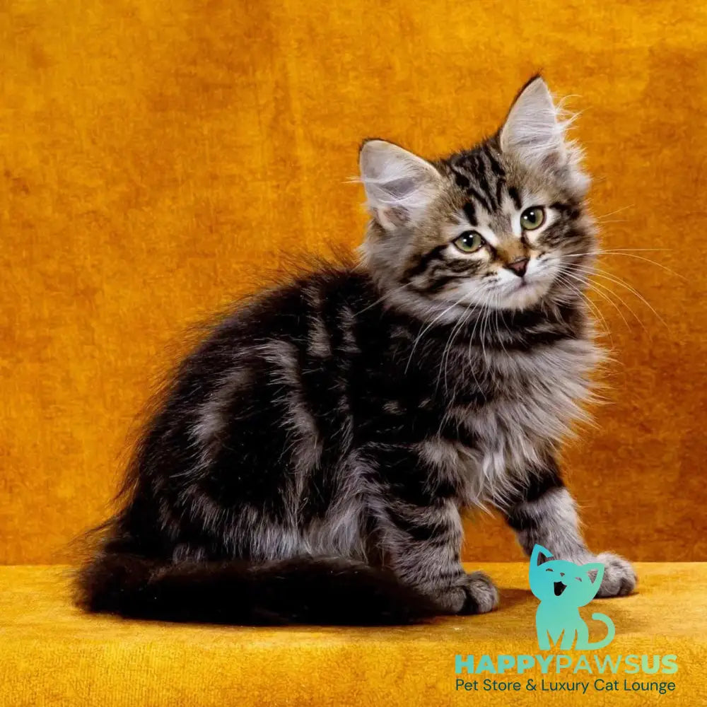 Zador Siberian male black tabby - live animals