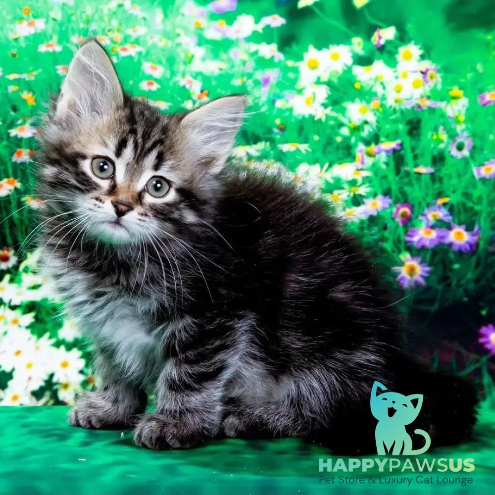 Zador Siberian male black tabby - live animals