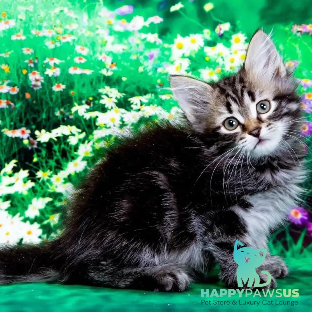Zador Siberian male black tabby - live animals