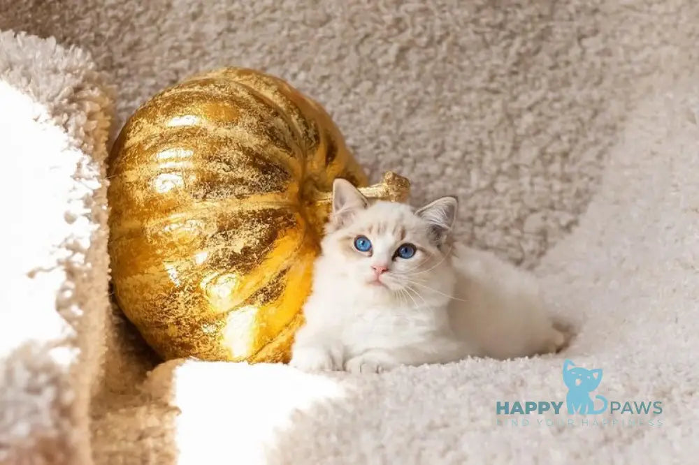 Zadora Ragdoll female blue tabby bicolour live animals