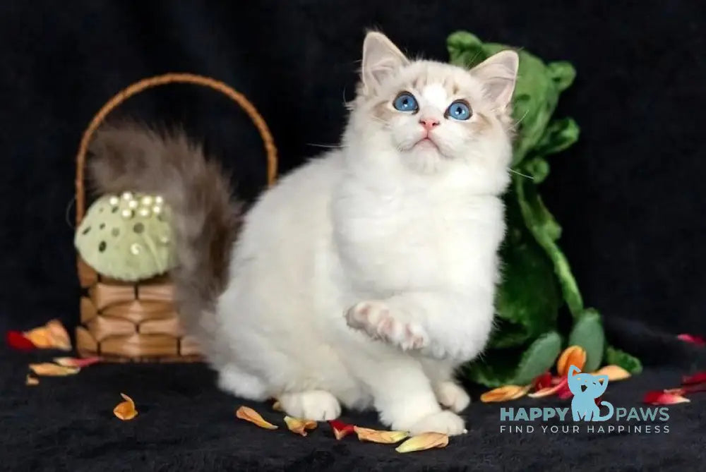 Zadora Ragdoll female blue tabby bicolour live animals