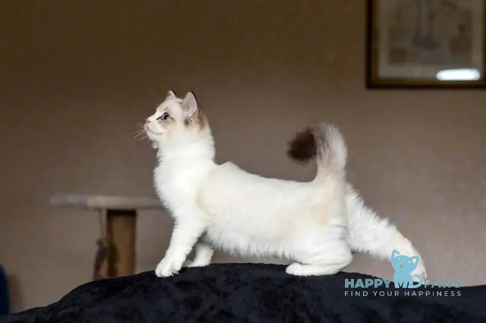 Zadora Ragdoll female blue tabby bicolour live animals