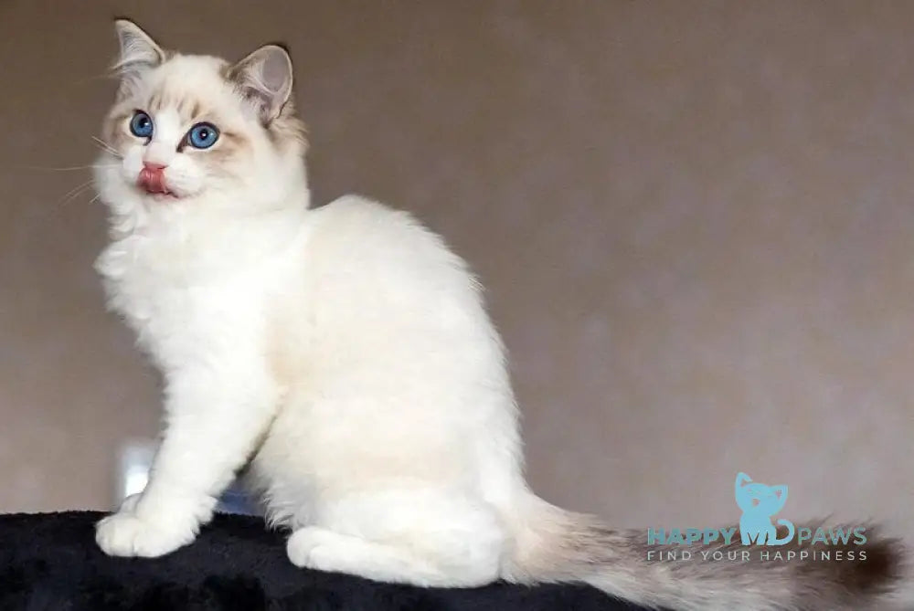 Zadora Ragdoll female blue tabby bicolour live animals