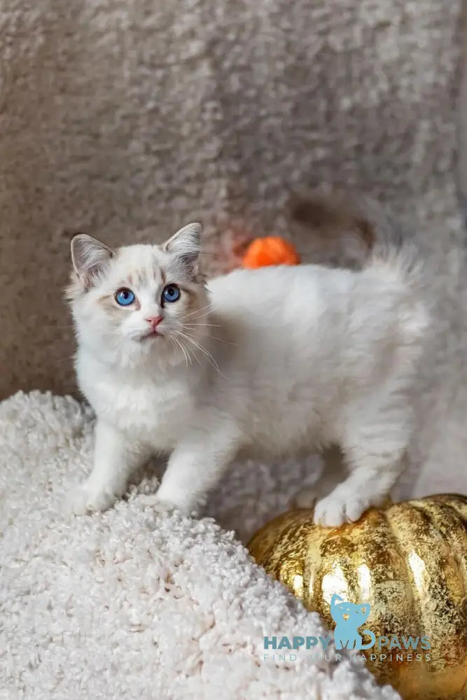 Zadora Ragdoll female blue tabby bicolour live animals