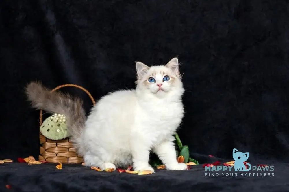 Zadora Ragdoll female blue tabby bicolour live animals