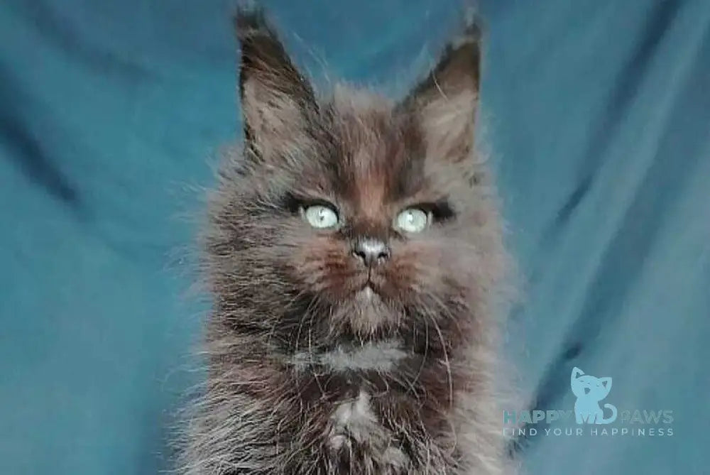 Zafar Maine Coon male black - live animals