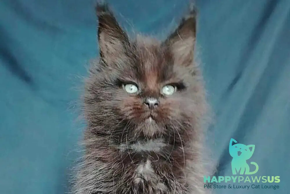 Zafar Maine Coon male black - live animals
