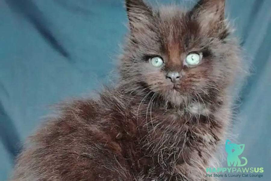 Zafar Maine Coon male black - live animals