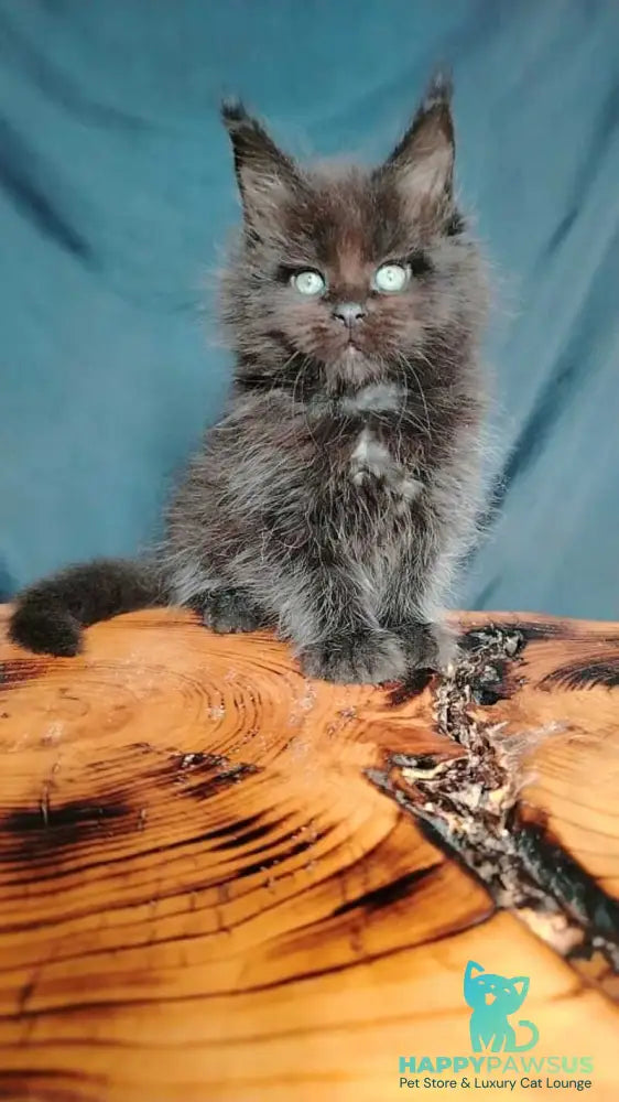 Zafar Maine Coon male black - live animals