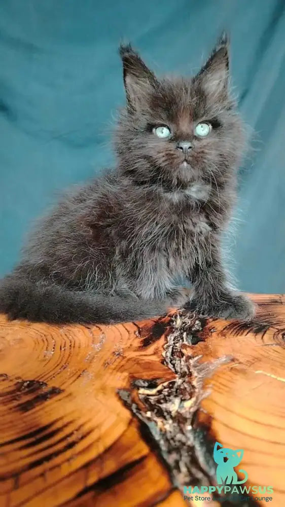 Zafar Maine Coon male black - live animals