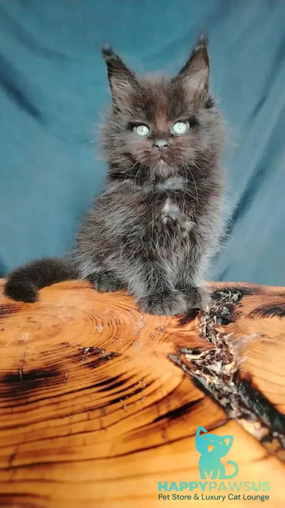 Zafar Maine Coon male black - live animals
