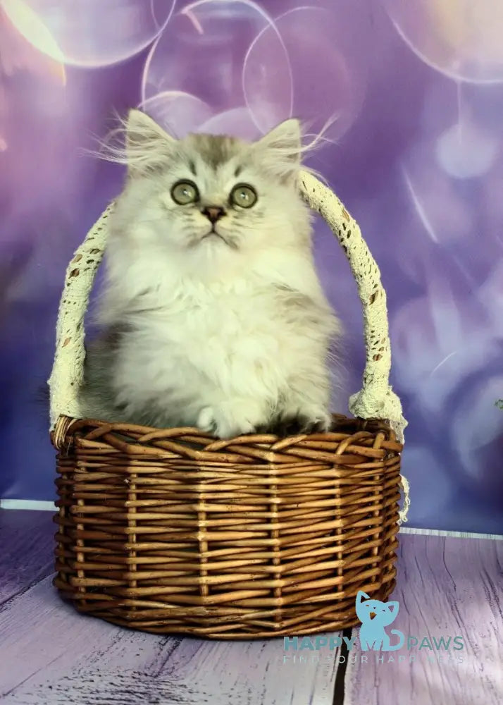 Zafira Munchkin female black silver ticked tabby live animals