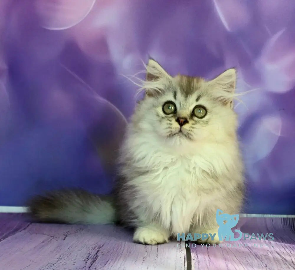 Zafira Munchkin female black silver ticked tabby live animals