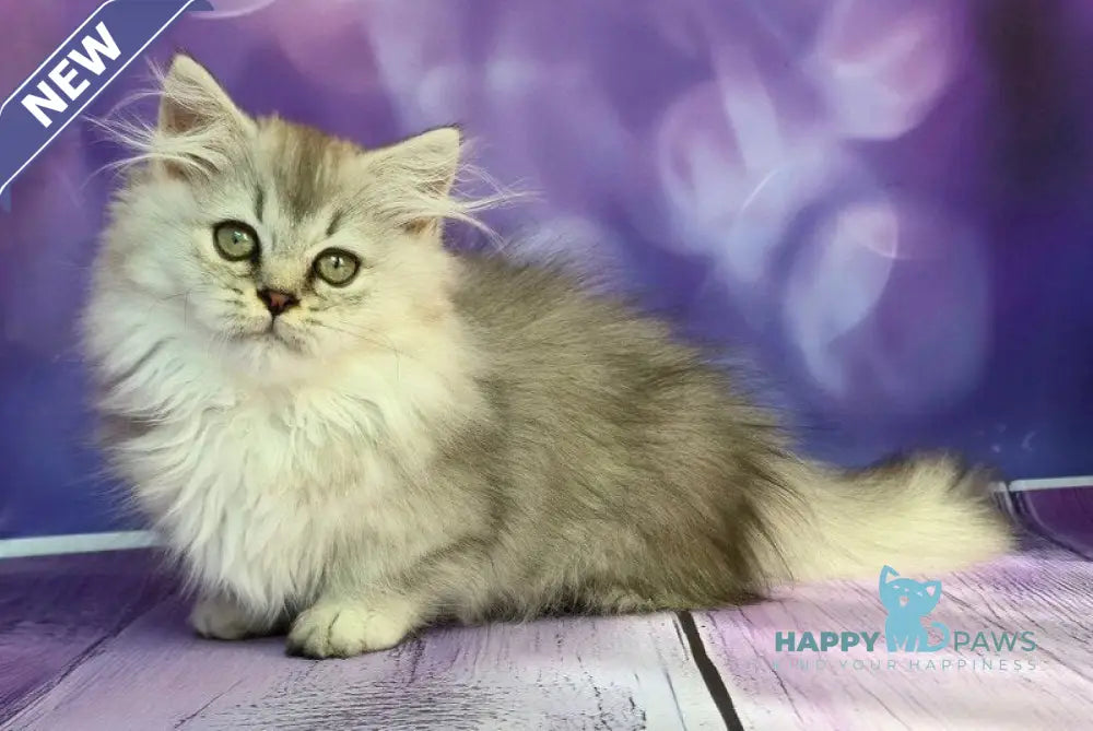 Zafira Munchkin female black silver ticked tabby live animals