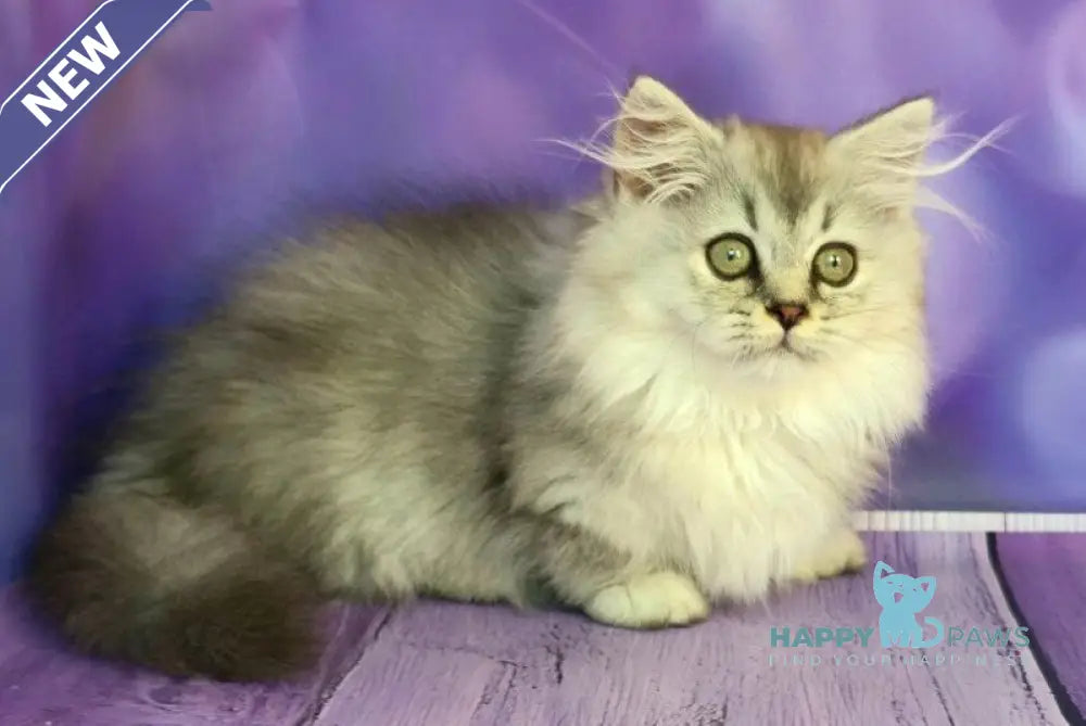 Zafira Munchkin female black silver ticked tabby live animals