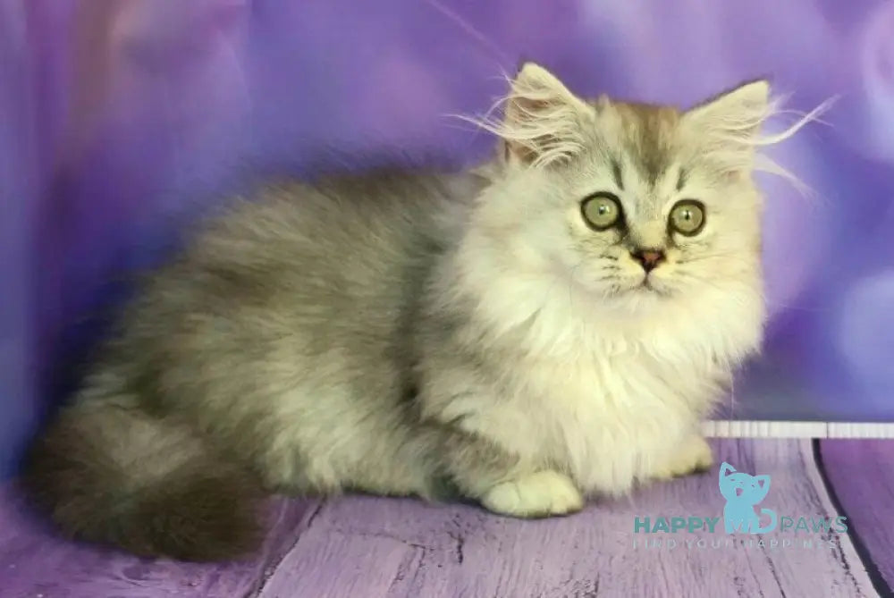 Zafira Munchkin female black silver ticked tabby live animals