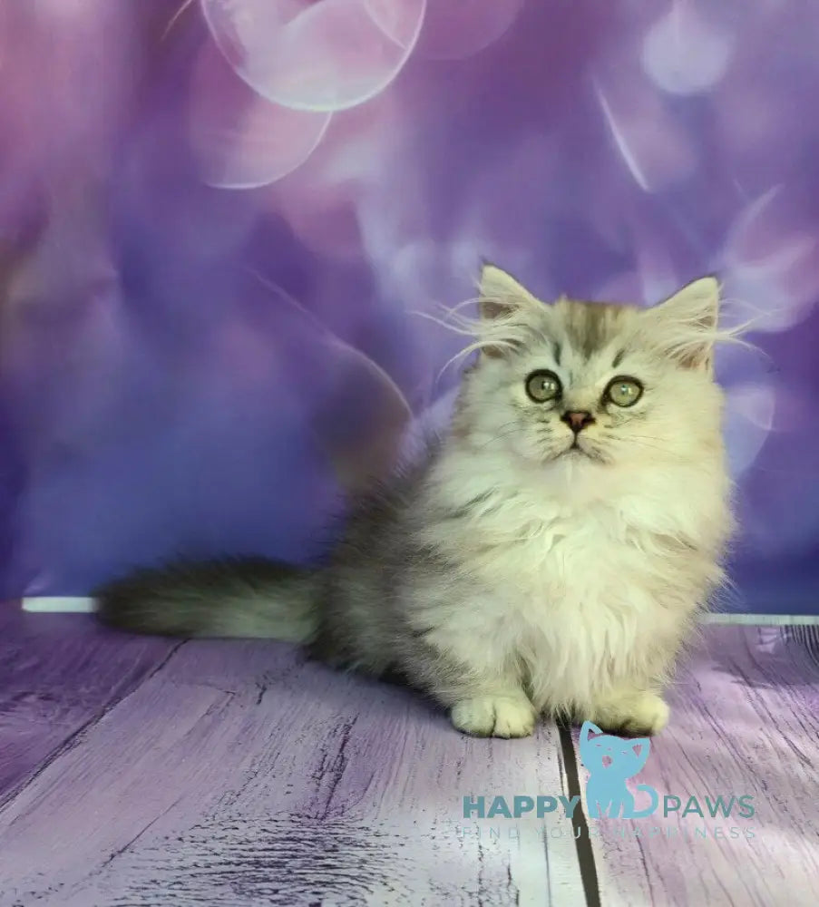 Zafira Munchkin female black silver ticked tabby live animals