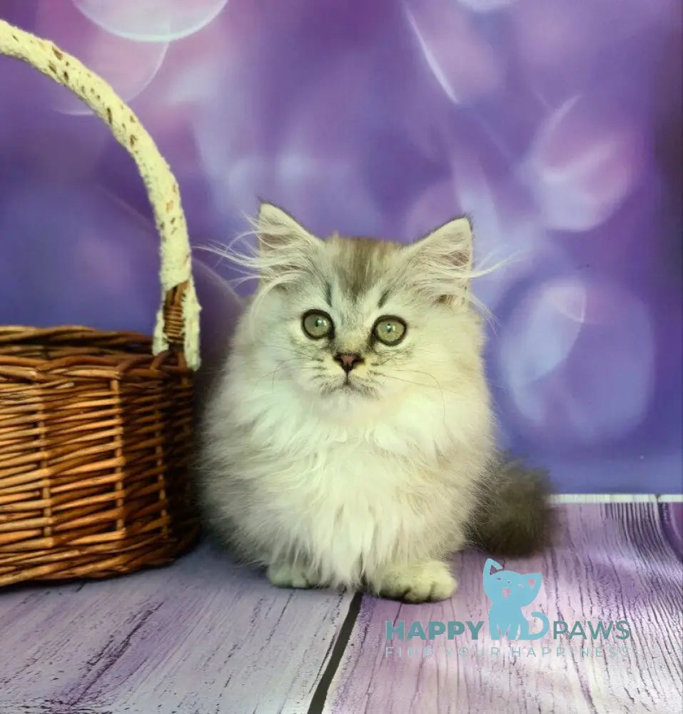 Zafira Munchkin female black silver ticked tabby live animals