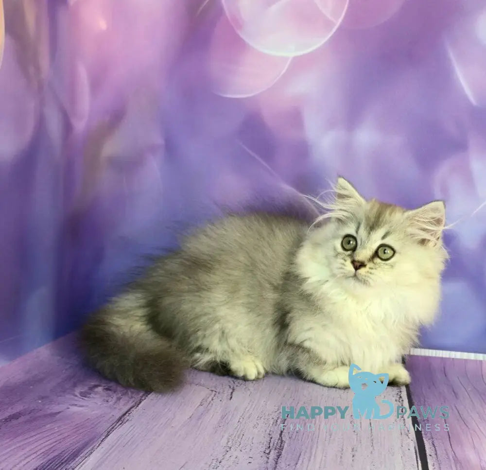 Zafira Munchkin female black silver ticked tabby live animals