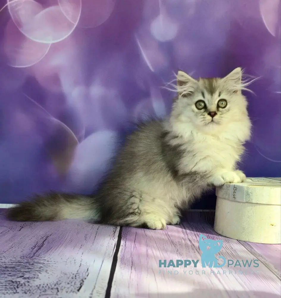 Zafira Munchkin female black silver ticked tabby live animals